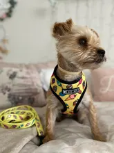 Arnés de Mascota para Bulldog Francés, correas pequeñas y medianas para perros, chaleco de cachorro francés, correa de plomo para perro que camina, productos para mascotas