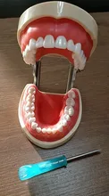 Modelo de enseñanza Dental de Modelo Dental, modelo estándar con mordedores de 32 tornillos, goma dura suave, 28 y 24 dientes