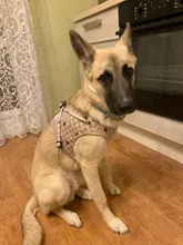 Leash-Set Harness-Leads Mesh Dogs Vest Puppy-Reflective Small-Dogs Kitten Nylon And 