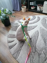 Harness Leash Traction Rope Lead Pet-Dog-Collar Rainbow Colorful Durable Nylon And 120cm