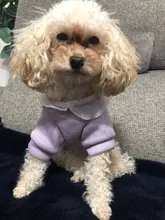 Cute Pet Dog Clothes Puppy sweater T-shirt Shirt Cute Rainbow printing Pajamas Cat 