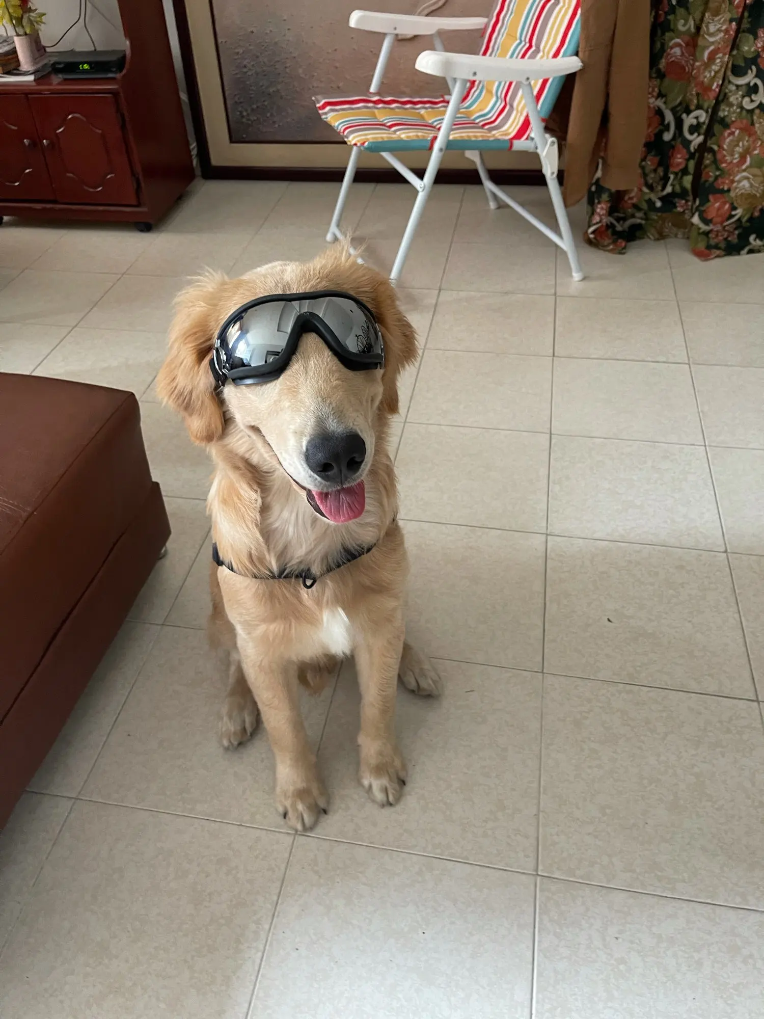 Adjustable Goggles for Dog Waterproof, Windproof and AntiUV Goggles