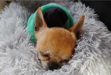 Cat-Mat Sofa Kennel Sleeping-Bag Dog-Cushion Pet-House Kitty Comfortable Round Plush