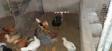 5 uds. Taza colgante para gallinas, fuentes para bebedero, tazón para el agua para aves, vasos bebederos para patio, riego automático para aves de corral