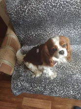 Jacket Vest Puppy-Clothing Pug-Coat Small Dogs Chihuahua Waterproof Winter Teddy Pet-Dog