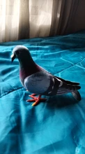 Miniature Decoration Ornament Pigeon-Model Simulation-Foam Animal Artificial Fake Home Garden