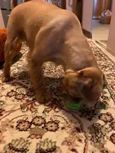 Bola de juguete interactiva para perro, Bola de goma natural con fugas, Limpieza de dientes, 5cm/7cm/11cm, nueva mascota de sandía