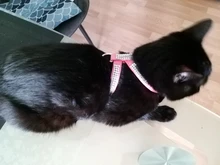 Collar de perro ajustable productos para mascotas Collar para perro arnés correa de liberación rápida Rhinestone Bling de cuero de la PU 1 PC