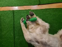 Dog-Toys Dog-Accessories Puppy Chew Interactive-Rubber Cleaning Supplier Dropship Small