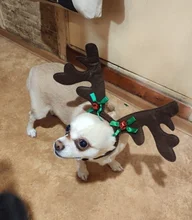 Hat Puppy-Festival-Accessories Party-Product Pet-Headband Hair-Hoop Dog Cat Cosplay Christmas