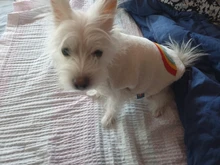 Costume Puppy-Clothes Love-Rainbow-Vest PETCIRCLE Pet-Cat Dog Winter New Fit And Four-Color