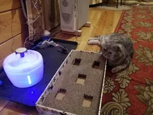 Bowl Cat-Fountain Water-Dispenser Pet-Dog Electric Automatic USB Mute