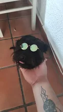 Gafas de sol para gatos y mascotas adorables, lentes de protección ocular para mascotas, accesorios de decoración de modelado redondo