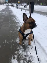 Arnés de perrito arneses de perro mascota reflectante para perros Bulldog francés Chihuahua ajustable perro de Seguridad entrenamiento chaleco para andar sin tirones