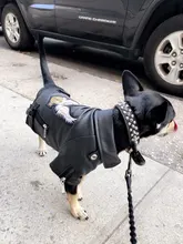 Jacket Dog-Coat Puppy Eagle-Pattern Waterproof Outdoor Outerwear Pet Small Soft Fashion