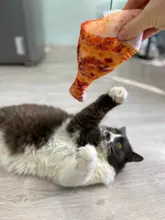 Squeaky Pet Cat Toys for Cats Catnip Plush Cat Toy Plush Kitty Katten speelgoed gatos