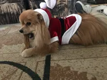 Costume Jackets Yorkie-Outfit Cat-Clothing Puppy Small Dogs Coat Hooded Pet-Dog Winter Dog