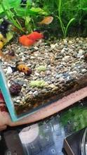 Aquarium Shrimp Natural-Spinach Food Crystal Red 35g Mixed-Ingredient Hot-Sale