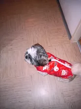 Ropa cálida para perros pequeños, abrigo para perros a prueba de viento, chaqueta acolchada, atuendo con chaleco, ropa para Chihuahua y Yorkshire 35