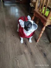 Ropa para perros grandes, chaleco impermeable para perros grandes, chaqueta de otoño e invierno, abrigo para perros cálidos, ropa para perros, Chihuahua Labrador S-7XL