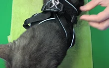 Reflectante cachorro gato arnés chaleco caminar perro ajustable Collar de gatito de malla de poliéster arnés para pequeño mediano perros