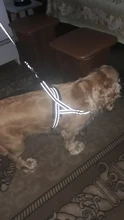 Arnés ajustable para perros medianos y grandes, chaleco reflectante de entrenamiento para caminar, sin tirones, para mascotas