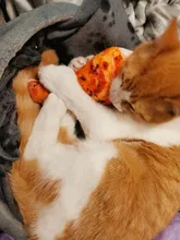 Squeaky Pet Cat Toys for Cats Catnip Plush Cat Toy Plush Kitty Katten speelgoed gatos