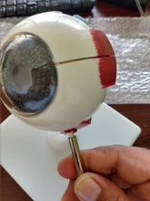 Modelo anatomico de pvc para Educación Médica, 3 veces agrandados