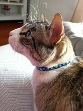 Christma-Collar de gatito reflectante con cierre de seguridad, Collar de hebilla ajustable de alta visibilidad con colgante de campana para mascotas