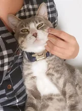 Leash Set Collars Lead Name Custom Personalized Adjustable Plaid Suit Id-Tag Faber