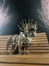 Arnés tipo chaleco sin tirones para perro, correa reflectante para perro pequeño y collar para terrier schnauzer Gato, suministros de entrenamiento para caminar, chihuahua