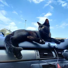 Bolsa de plantación de hierba de gato orgánica sin tierra, Kit de cultivo de aperitivos, hierba de gato, germinación de brotes para niños