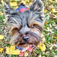 4 unids/set zapatos para perros de invierno de perro caliente botas de nieve zapatos de cuero de la PU para perros pequeños perros Chihuahua impermeable antideslizante cachorro para mascotas zapatos