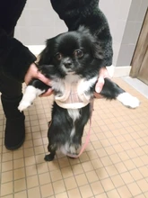 Vest Leash-Set Puppy-Harness Dog No-Pull French-Bulldog Pet-Chihuahua Small Padded Adjustable