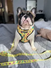 Arnés de Mascota para Bulldog Francés, correas pequeñas y medianas para perros, chaleco de cachorro francés, correa de plomo para perro que camina, productos para mascotas