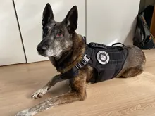 Vest Harnesses Pet-Training Dogs Military-Working Tactical Medium Nylon Durable for Large