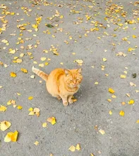 Carp Bait Perch Minnow Fishing-Lure 3d Eyes Pike 1pcs 115mm/14g