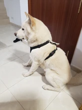 Leash Seat Dog-Leads-Belt Dog-Harness Pet Bulldog-Labrador Safety Small French Medium