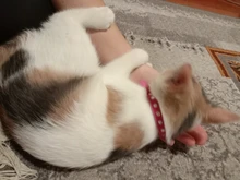 Necklaces-Accessories Collar Puppy-Products Chat Kitten Kota Small Traumdeutung for Pet-Dog