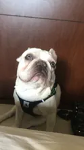 Arnés de perrito arneses de perro mascota reflectante para perros Bulldog francés Chihuahua ajustable perro de Seguridad entrenamiento chaleco para andar sin tirones