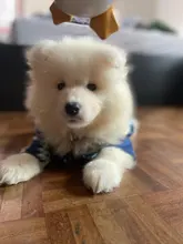 Camisetas de verano para perros, ropa de playa, chaleco para mascotas, camiseta Floral, Hawaiana para gatos pequeños y grandes, Chihuahua