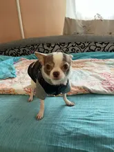 Coat Pet-Dog-Jacket Winter Puppy Hood-Size Warm with 8-18 5-Colors Thickening