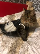 Dog-Dress Dogs-Skirt Princess Dog Summer Dot for York