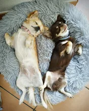 FortyLions-Cama larga de felpa para perros y gatos, cojín largo de felpa super suave y esponjoso para mascotas, cómoda para casa