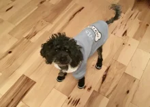 Zapatos para perros pequeños de invierno, botas de nieve impermeables con forro polar cálido para cachorros y mascotas, zapatos para Chihuahua Yorkie, productos para mascotas