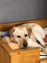 Lindo latido del corazón cachorro de conductividad juguete de entrenamiento mascota de peluche cómodo acurrucarse dormir
