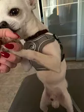 Arnés tipo chaleco sin tirones para perro, correa reflectante para perro pequeño y collar para terrier schnauzer Gato, suministros de entrenamiento para caminar, chihuahua