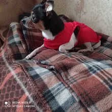 Ropa de verano para mascotas, Camiseta con estampado de flamenco para perro, chaleco para perros pequeños y medianos, accesorios para mascotas, chaleco para gatos, camisas, XS-2XL