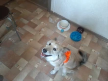 Truelove Pet Dog Harness Large Small For Pitbull Reflective Safety Harness For Dogs