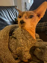 Hoodies Costumes Coats Outfits Jackets Dog-Clothing Kitty Cat Winter for Small Medium